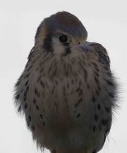 American Kestrel Falcon Chicks