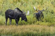 Two Moose And A River