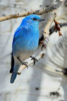 4/9/2012 - A Bluebird Morning . Photo by Fred Pflughoft.