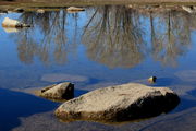 4/21/2012 - Duck Pond Reflection. Photo by Fred Pflughoft.