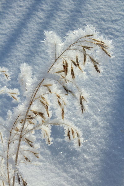1/26/2012 - Frosted Grass Frond. Photo by Fred Pflughoft.