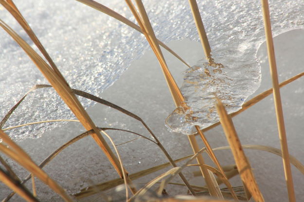 1/21/2008 - Ice Encrusted. Photo by Fred Pflughoft.