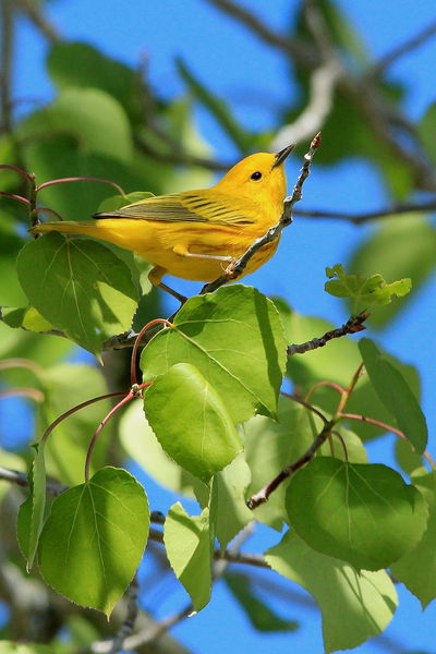 5/21/2012 - Yellow Warbler. Photo by Fred Pflughoft.