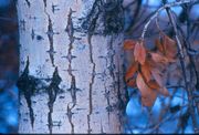 11/13/2006 - Cottonwood Detail. Photo by Fred Pflughoft.