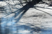 11/7/2011 - Shadows on Ice. Photo by Fred Pflughoft.