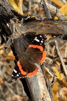 10/11/2012 - Red Admiral. Photo by Fred Pflughoft.