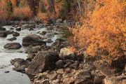 10/13/2012 - Last Color along Pine Creek. Photo by Fred Pflughoft.