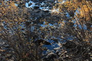 10/18/2012 - Pine Creek Backlit. Photo by Fred Pflughoft.