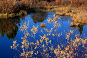 10/28/2008 - Beaver Pond Reflections. Photo by Fred Pflughoft.