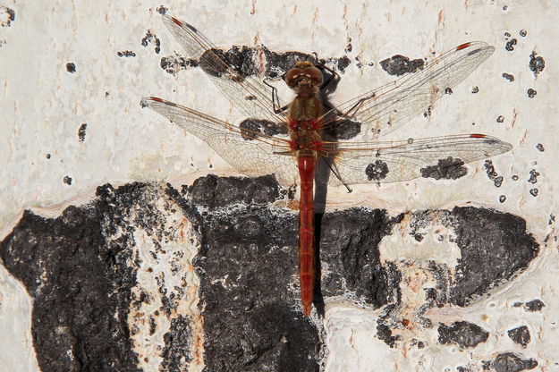 9/14/2012 - Red Dragonfly. Photo by Fred Pflughoft.