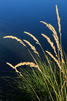 9/5/2012 - Grass Simplicity. Photo by Fred Pflughoft.