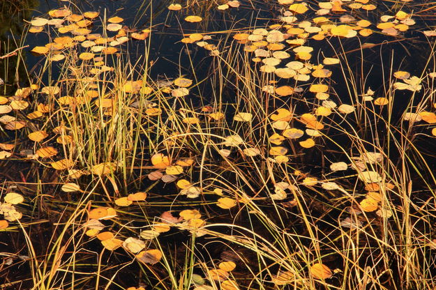 Beaver Pond Detail. Photo by Fred Pflughoft.
