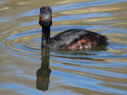 Eared Grebe - Fish Pond @ CCC Ponds . Photo by Fred Pflughoft.