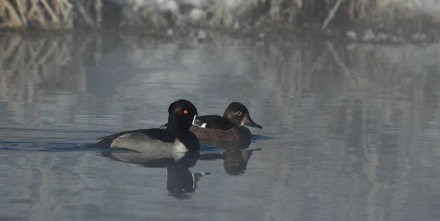 Ring-Necked Duck couple cruising the fog. Photo by Fred Pflughoft.