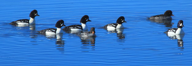 All My Ducks in a Row. Photo by Fred Pflughoft.