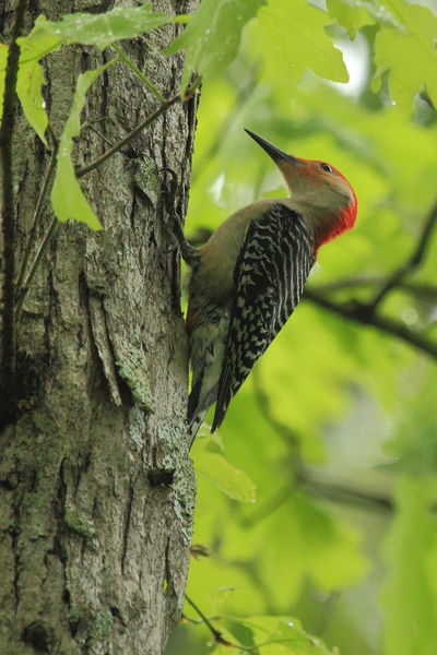 Red-bellied Woodpecker - Tuscaloosa, Alabama. Photo by Fred Pflughoft.