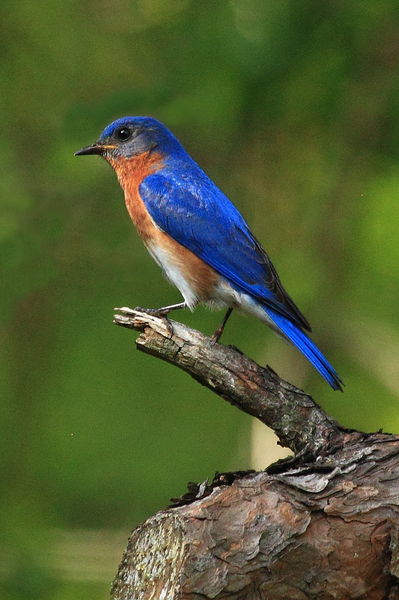 Eastern Bluebird - Tuscaloosa, Alabama. Photo by Fred Pflughoft.