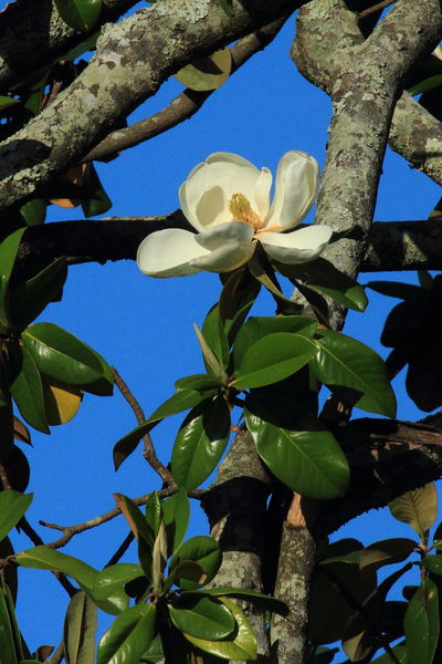 Magnolia Blossom - Gulf Islands Nat'l. Seashore, Mississippi. Photo by Fred Pflughoft.
