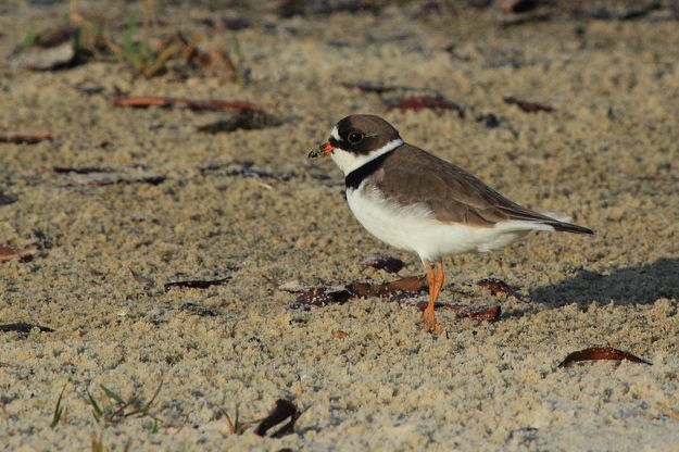 Semipalmated Plover - Gulfport, Mississippi. Photo by Fred Pflughoft.