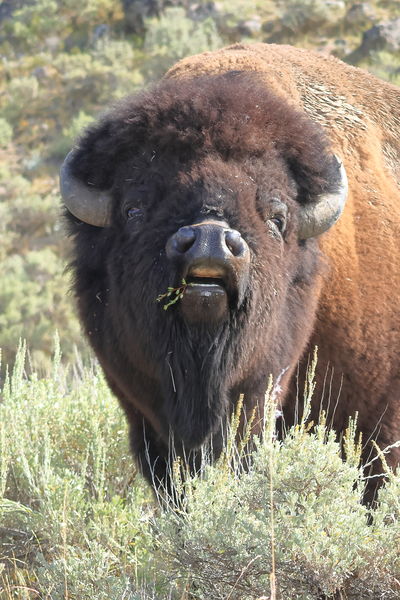 Bully Bison. Photo by Fred Pflughoft.