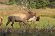 Elk rut in Yellowstone N.P.. Photo by Fred Pflughoft.