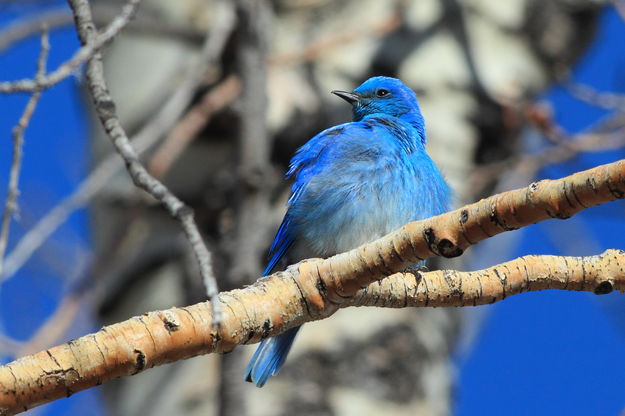Mr. Bluebird. Photo by Fred Pflughoft.
