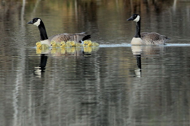Goose Family. Photo by Fred Pflughoft.
