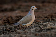 Mourning Dove. Photo by Fred Pflughoft.