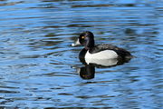 Ring-necked Duck. Photo by Fred Pflughoft.