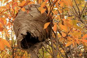 Wasp Nest at New Fork Lakes . Photo by Fred Pflughoft.