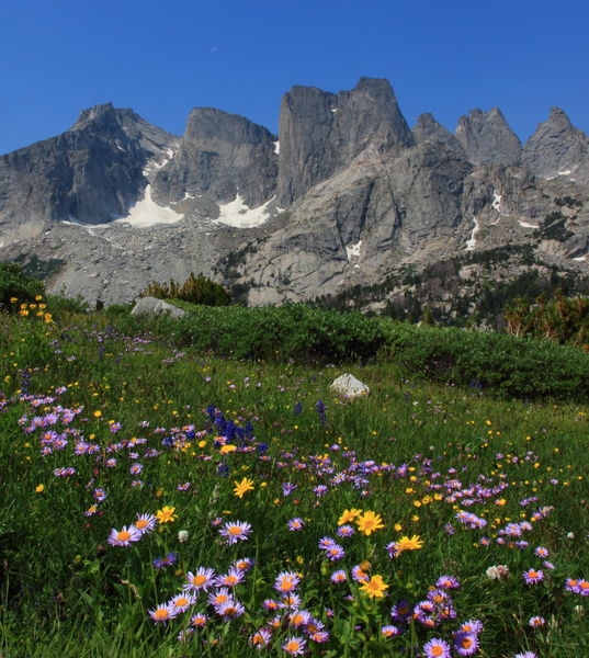 Wildflowers in the Cirque. Photo by Fred Pflughoft.