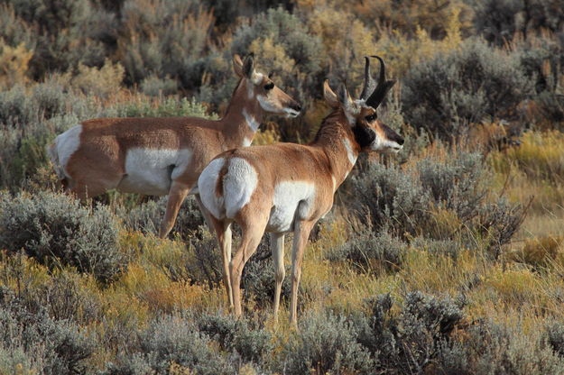 Pronghorn Pair. Photo by Fred Pflughoft.