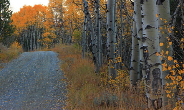 Mountain Backroad Colors. Photo by Fred Pflughoft.