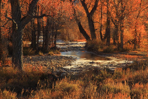 Teton Autumn. Photo by Fred Pflughoft.