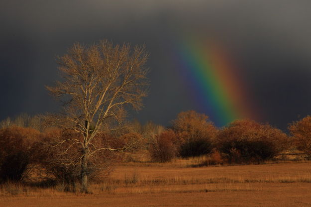 Electric Rainbow. Photo by Fred Pflughoft.