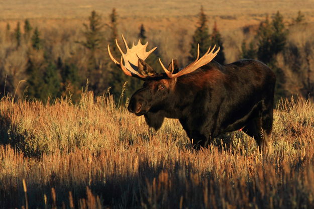 Mister Bull Moose. Photo by Fred Pflughoft.