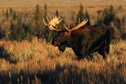 Mister Bull Moose. Photo by Fred Pflughoft.