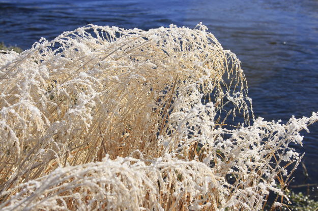 Frosted Grasses / Forty Rod Creek. Photo by Fred Pflughoft.