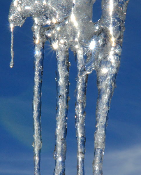 Ice Glitter. Photo by Fred Pflughoft.