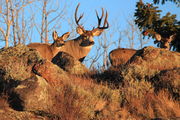 Mule Deer Family on Skyline Drive. Photo by Fred Pflughoft.