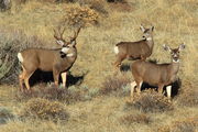 Mule Deer Family on Fremont Lk. Campground Rd.. Photo by Fred Pflughoft.