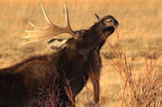 Munchin' Moose. Photo by Fred Pflughoft.