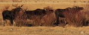 Three Bulls Feeding. Photo by Fred Pflughoft.