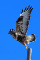 Rough-legged Hawk. Photo by Fred Pflughoft.