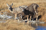 Watering Mule Deer. Photo by Fred Pflughoft.