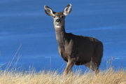 Mule Deer Doe. Photo by Fred Pflughoft.