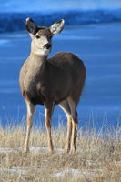 Mule Deer Doe. Photo by Fred Pflughoft.