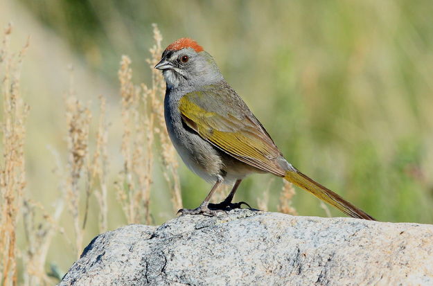 Green-tailed Towhee - Skyline Drive. Photo by Fred Pflughoft.