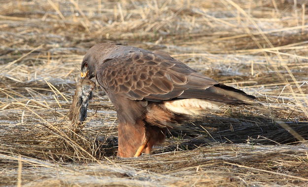 Swaison's Hawk - Daniel-Merna Rd.. Photo by Fred Pflughoft.