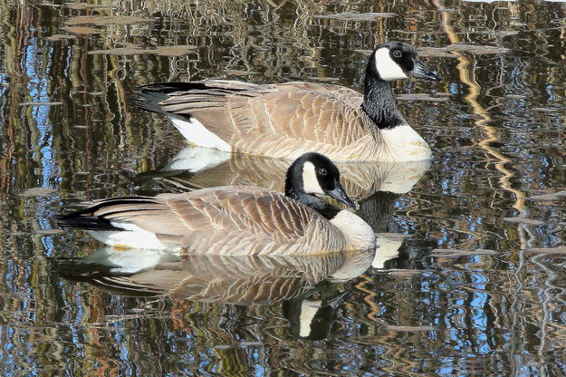 Canada Geese - Beaver Pond / CCC Ponds. Photo by Fred Pflughoft.